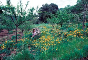 
A bountiful garden with 150 fruit and nut trees!
